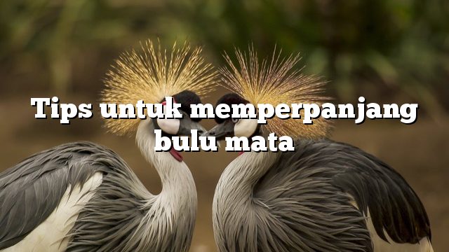 Tips untuk memperpanjang bulu mata